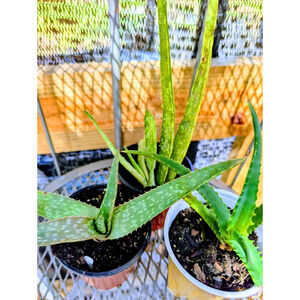 3 Different Aloe Plants Mixed Succulent Live Plant Bundle Vera Soap Shrub Aloes